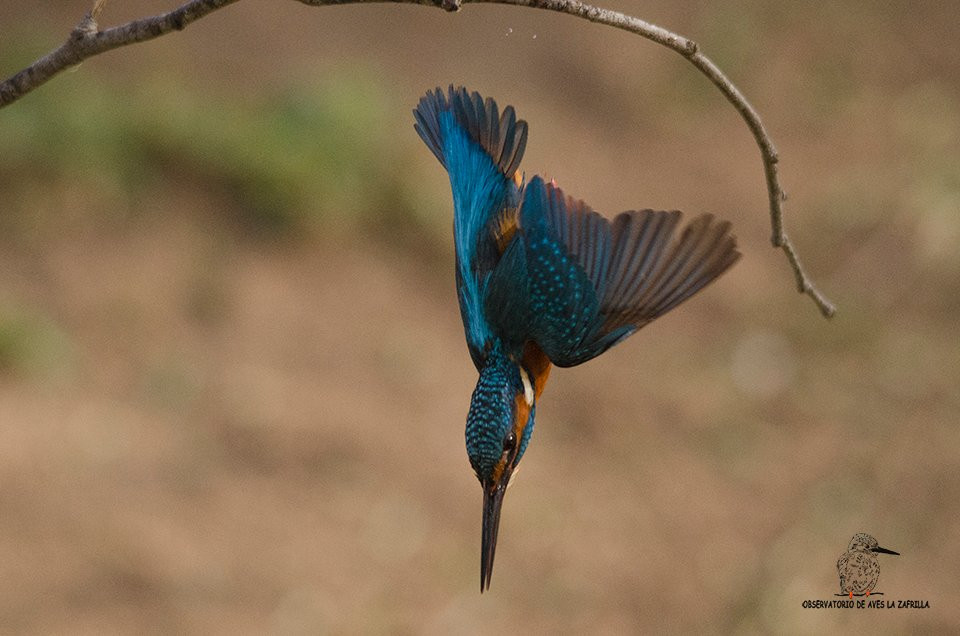 Observatorio de Aves La Zafrilla景点图片