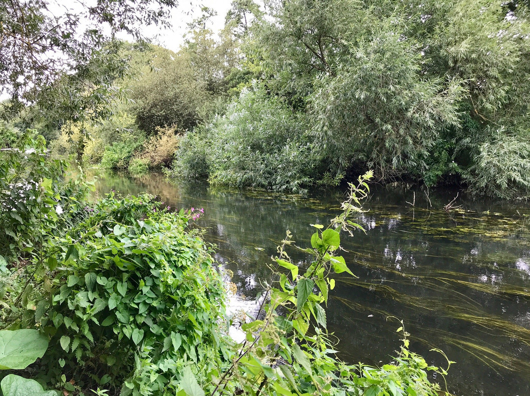 Dinton Pastures Country Park景点图片