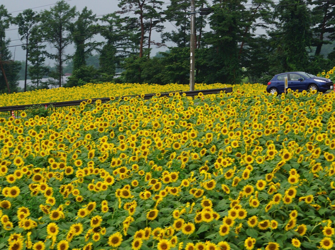 Sunflower field of Akeno景点图片