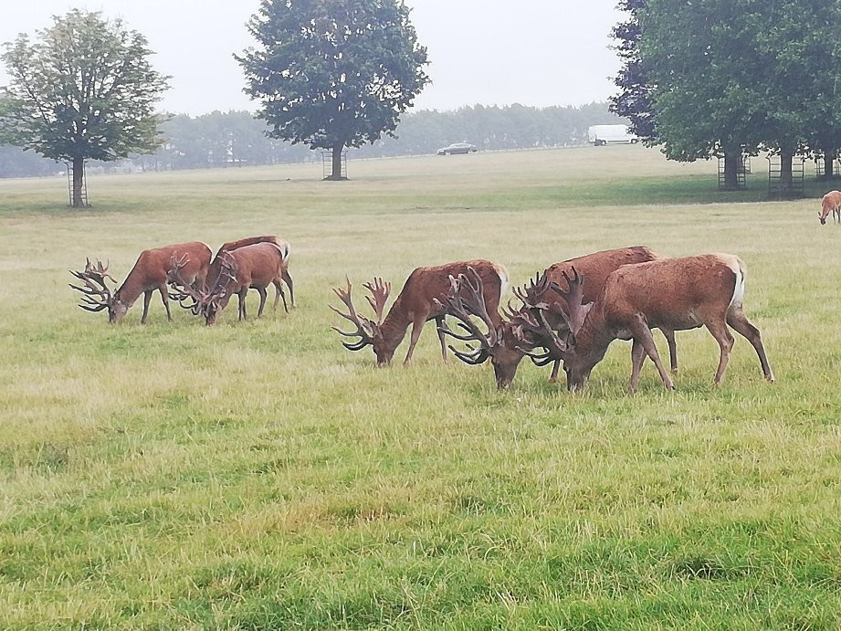 Woburn Abbey and Gardens-Woburn必去景点