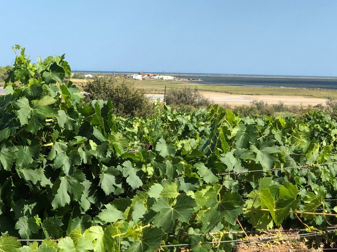 Domaine de l'Ile St Martin-Gruissan必去景点