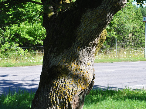 Loode Oak Forest-Lahekula必去景点