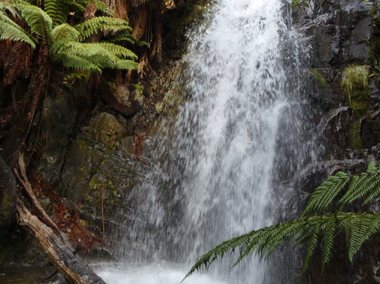 Myrtle Forest-霍巴特必去景点