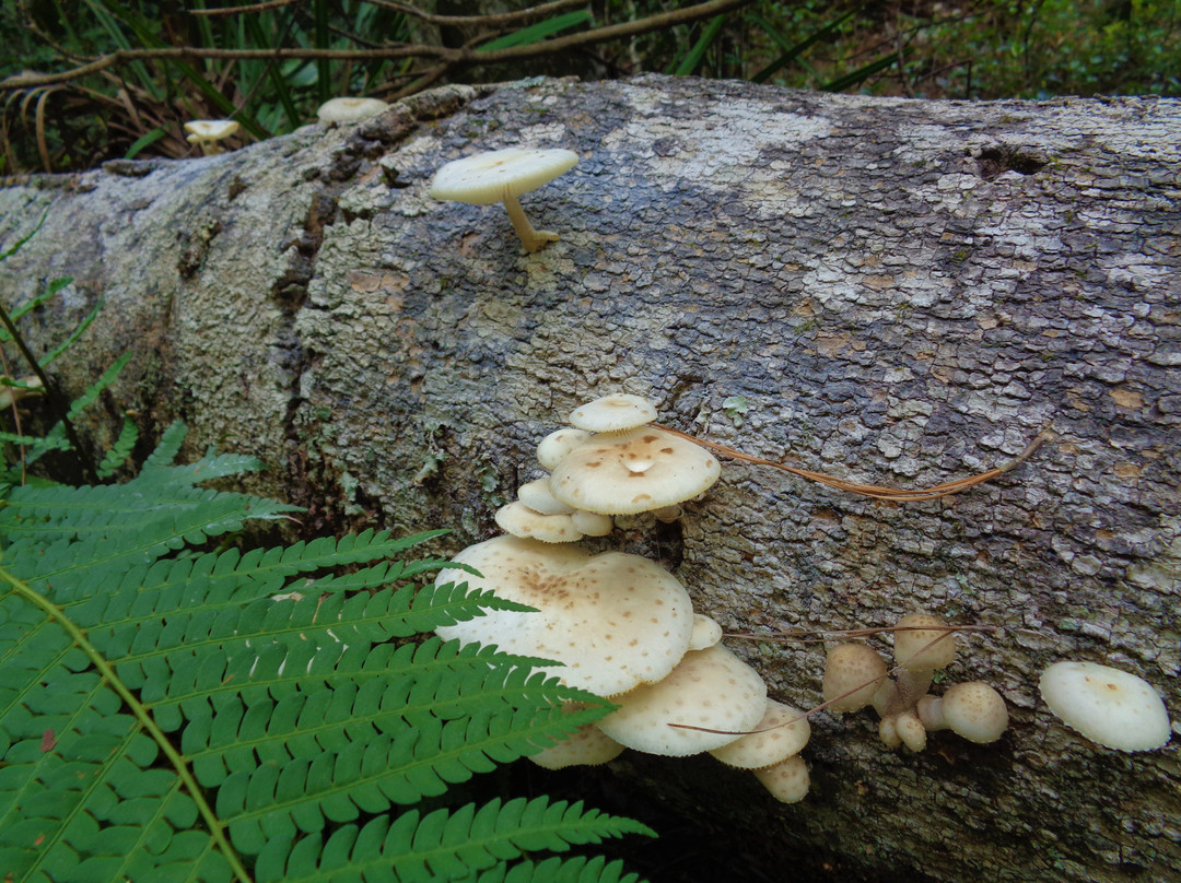 Laura S. Walker State Park-Waycross必去景点
