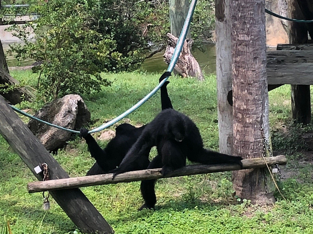 Lowry Park-坦帕必去景点