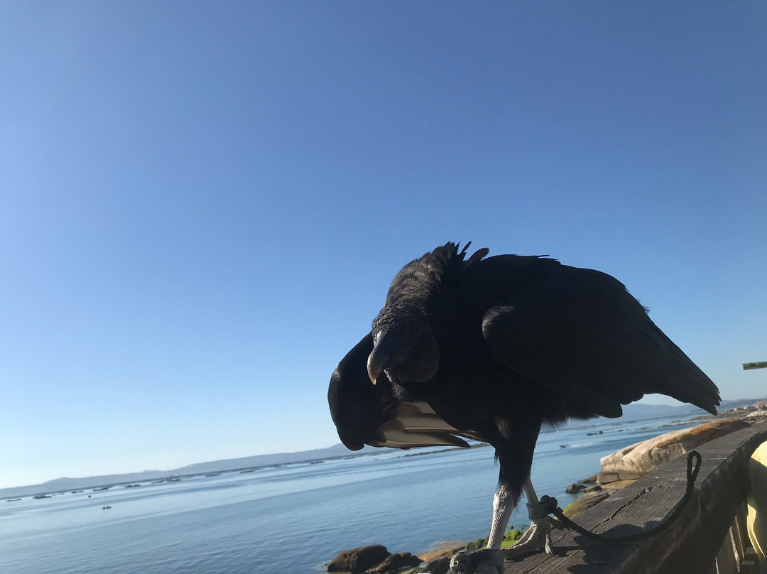 Acuario Do Grove景点图片