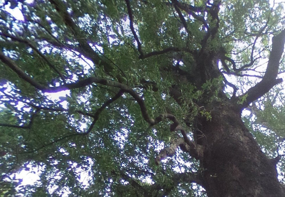 Okusu-Uenokoen必去景点