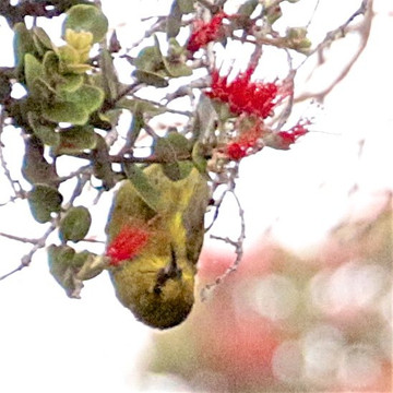 Kona Adventure Tours-凯鲁瓦-柯纳必去景点