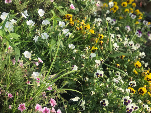 Rose Garden, Solophok