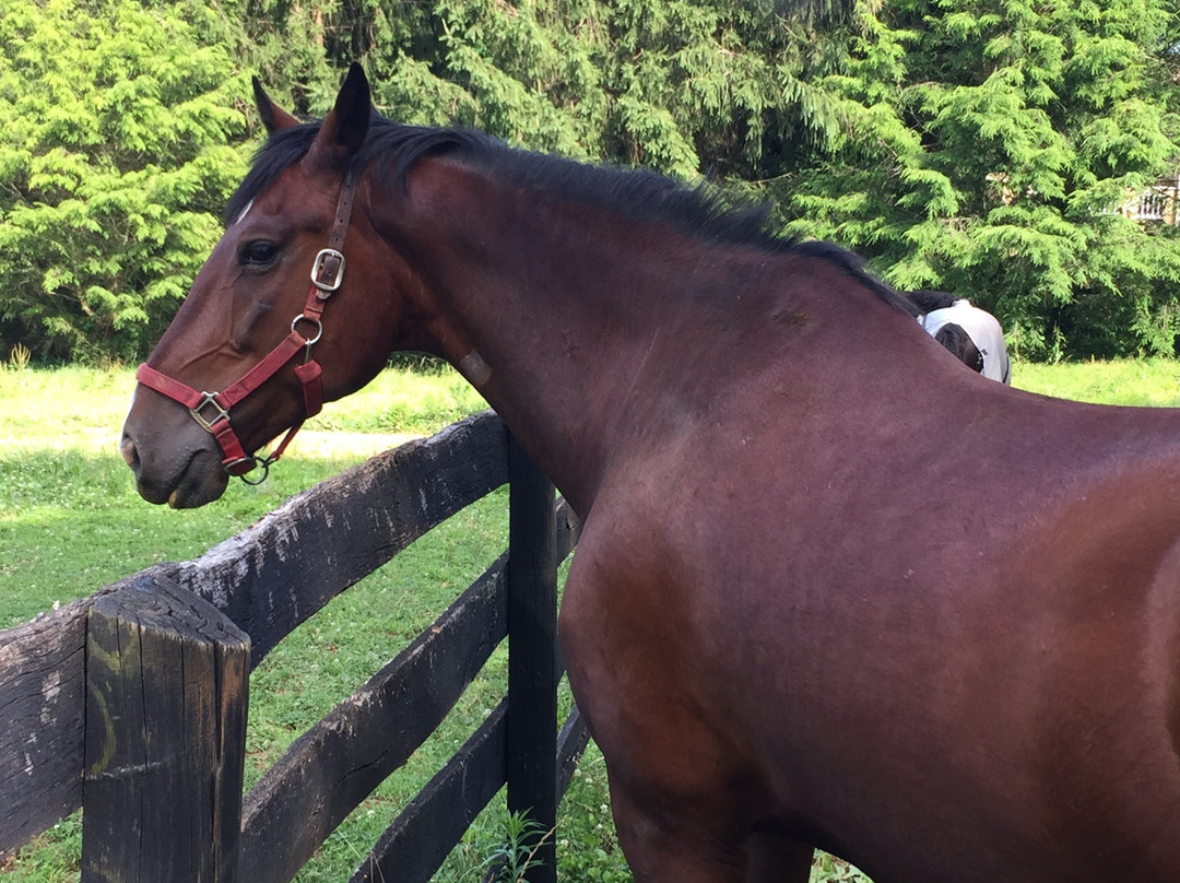 Black Horse Inn主图