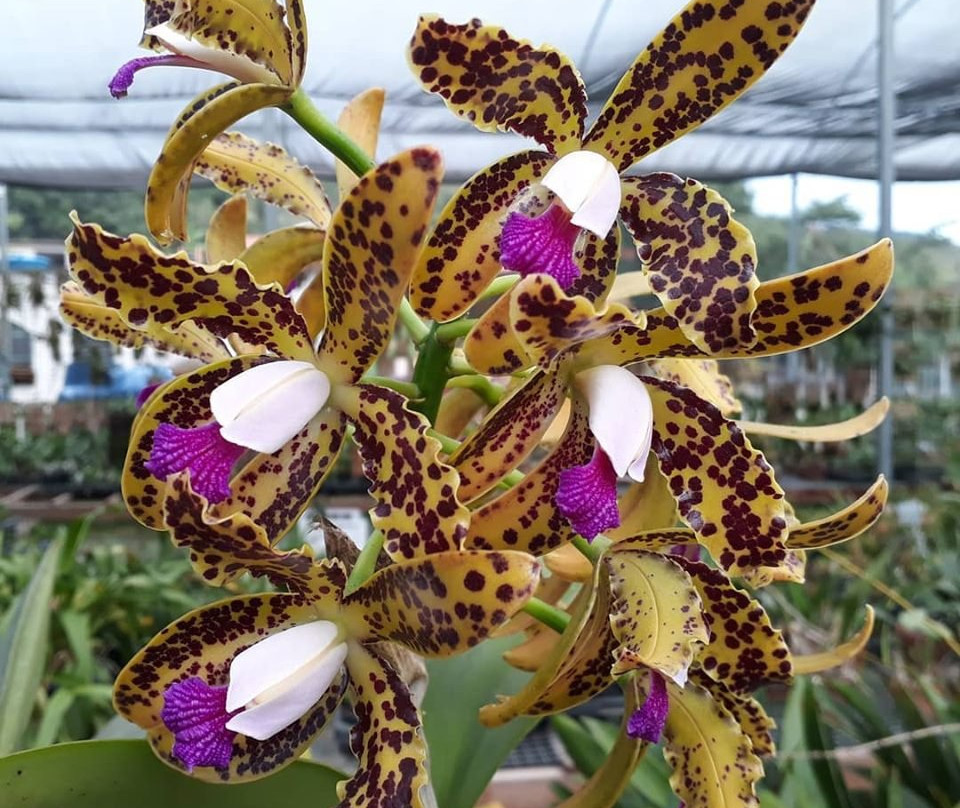 Fábrica de Orquídeas-Paty do Alferes必去景点