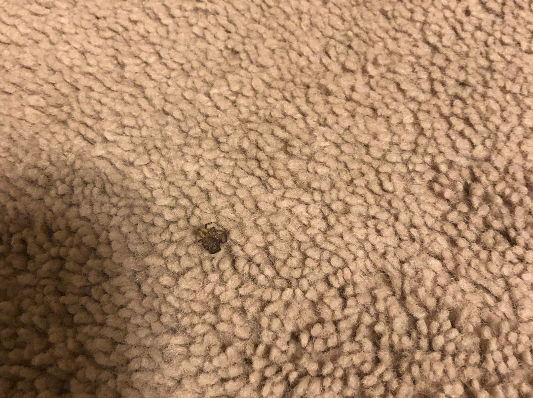 The Lodge Condos主图