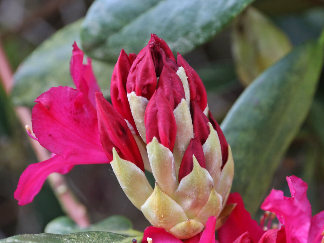 Rhododendronpark Hobbie-Westerstede必去景点