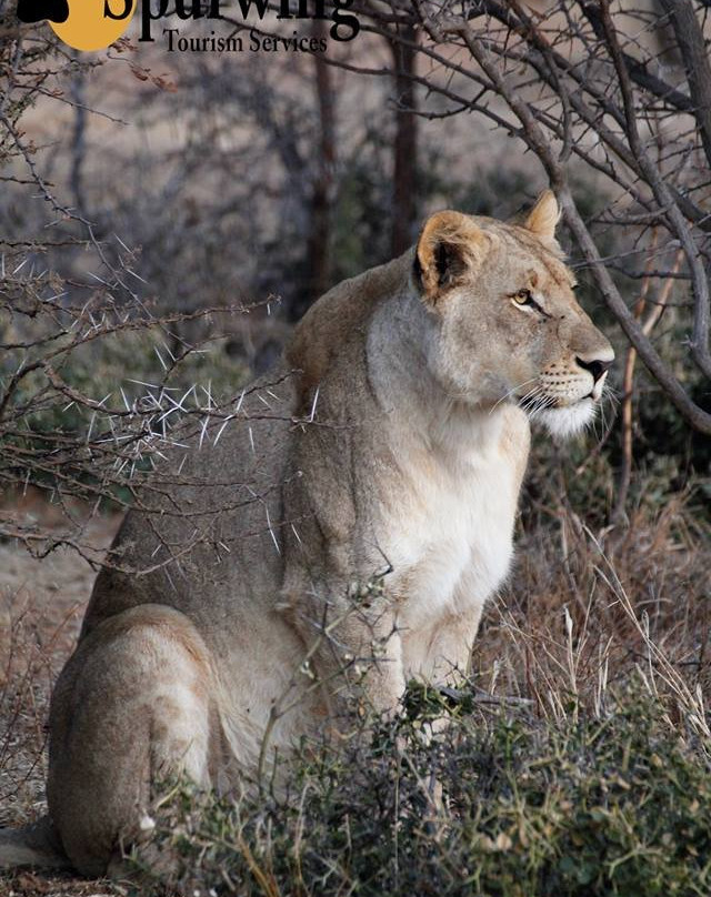 Spurwing Tourism Services-约翰内斯堡必去景点