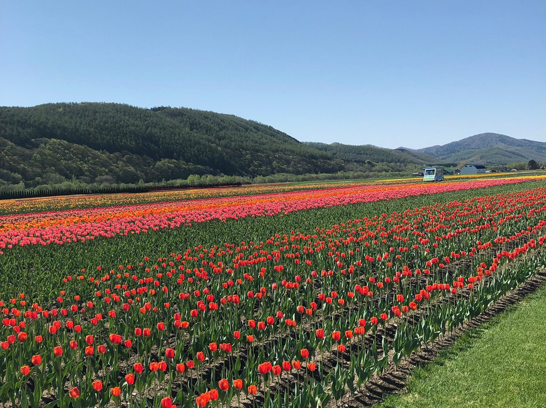 Kamiyubetsu Tulip Park-涌别町必去景点