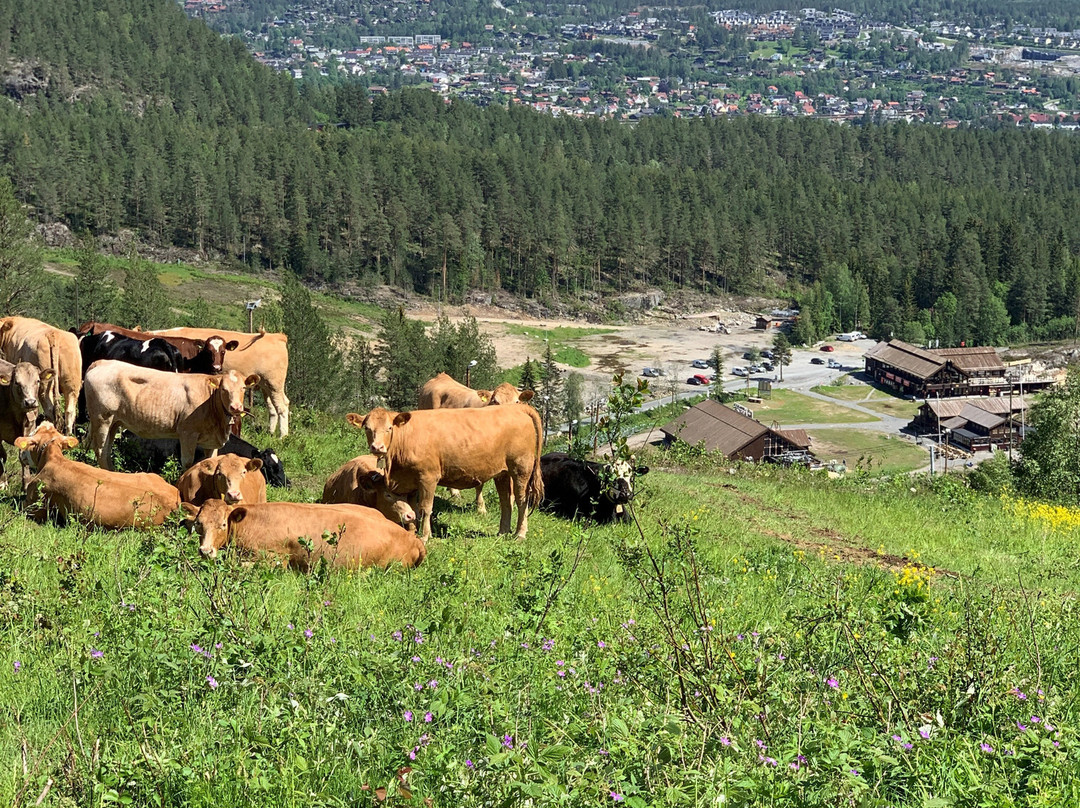 Kongsberg Skisenter景点图片