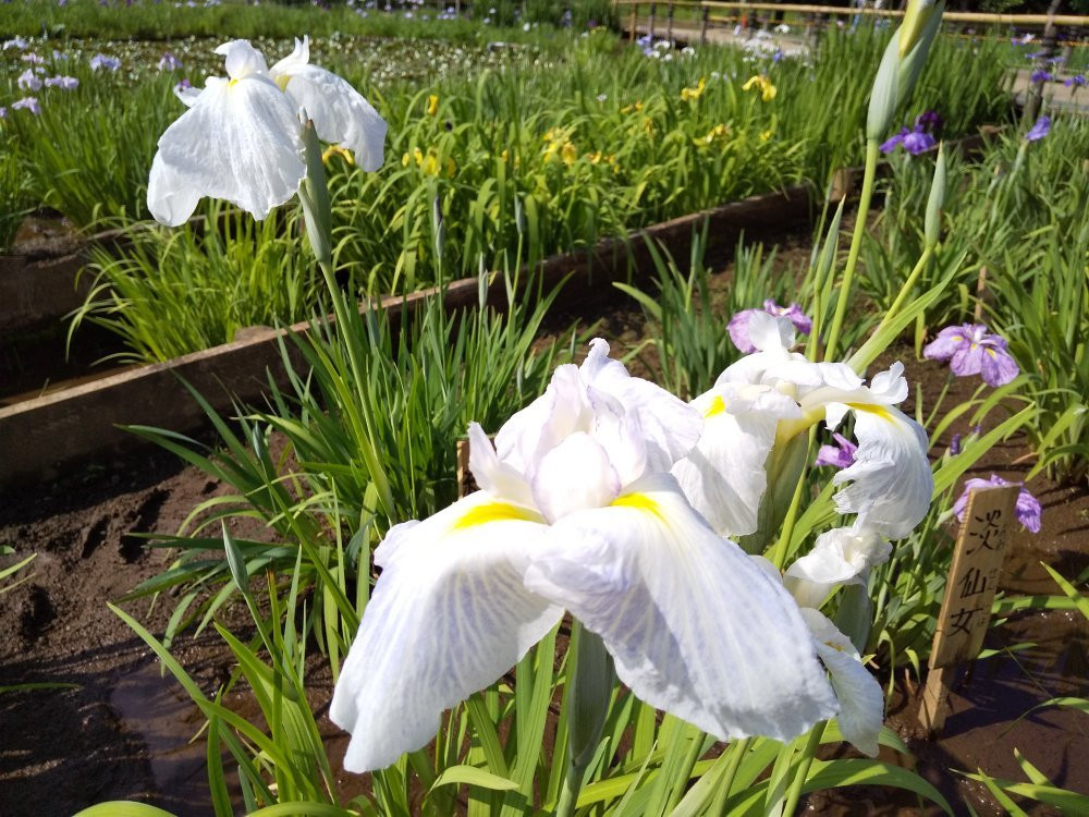 Higashimurayama Shobu Matsuri-东村山市必去景点