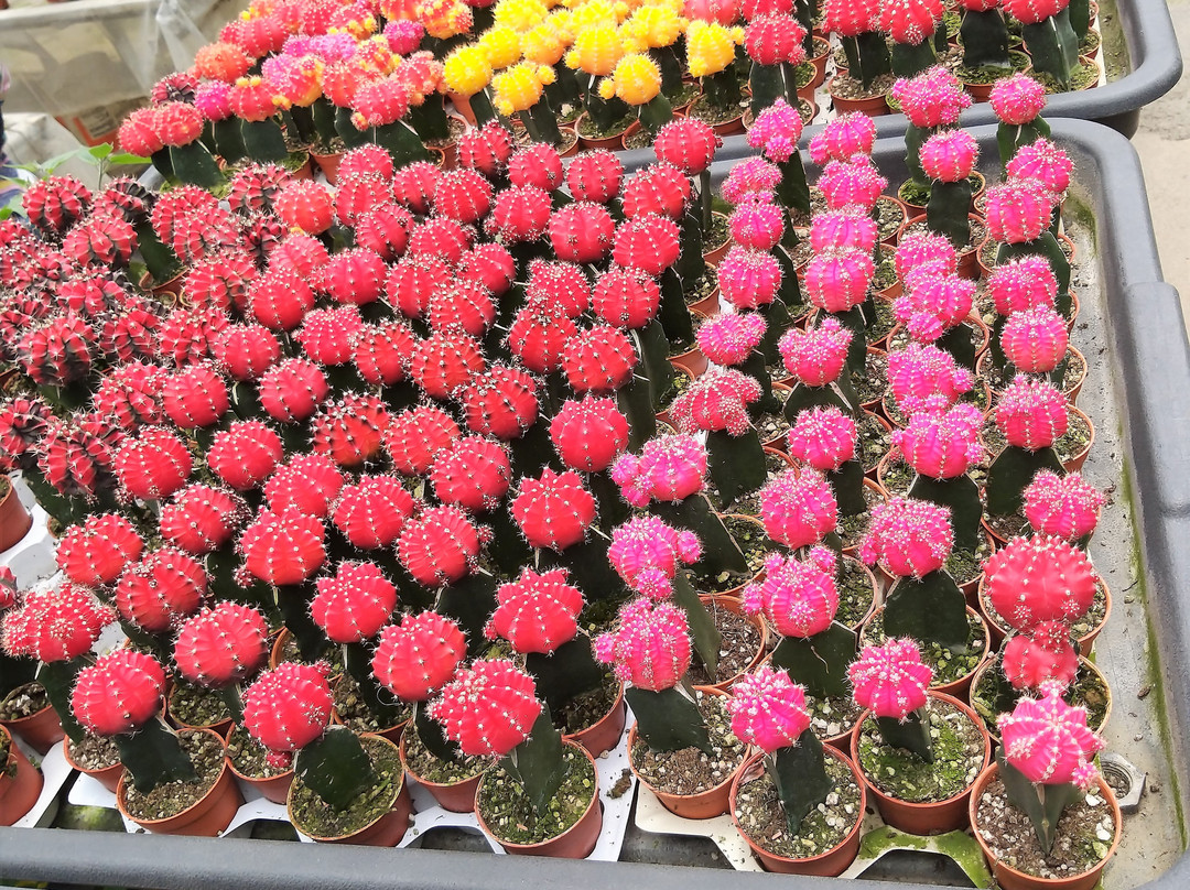 Healthy Strawberry Farm-丹那拉塔必去景点