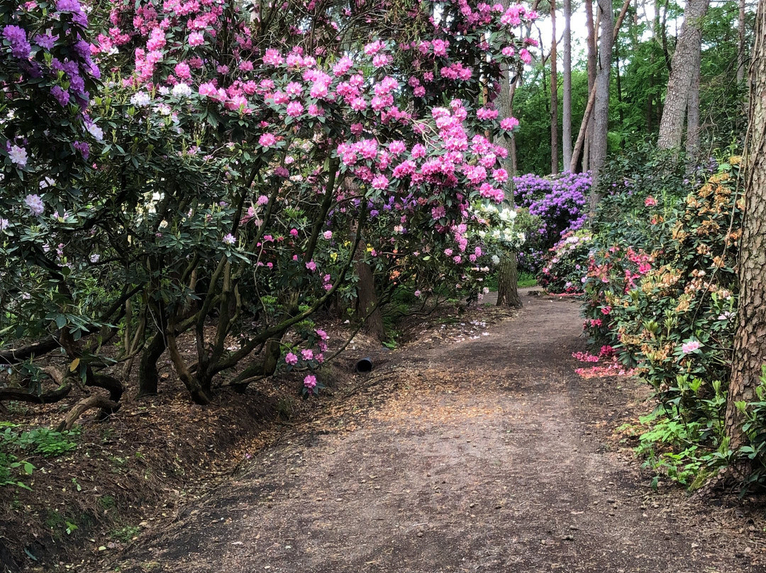 Rhododendronpark Bruns景点图片