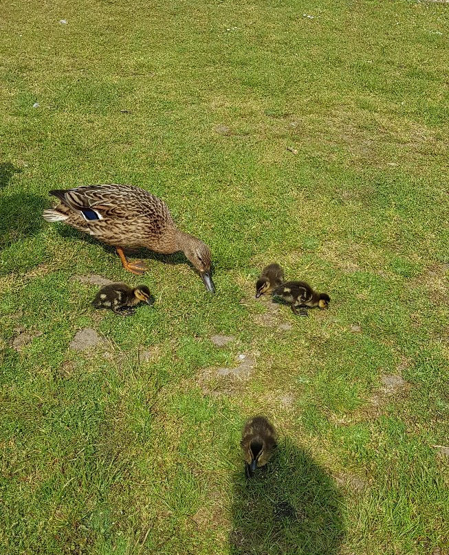 Wild Duck Holiday Park - Haven