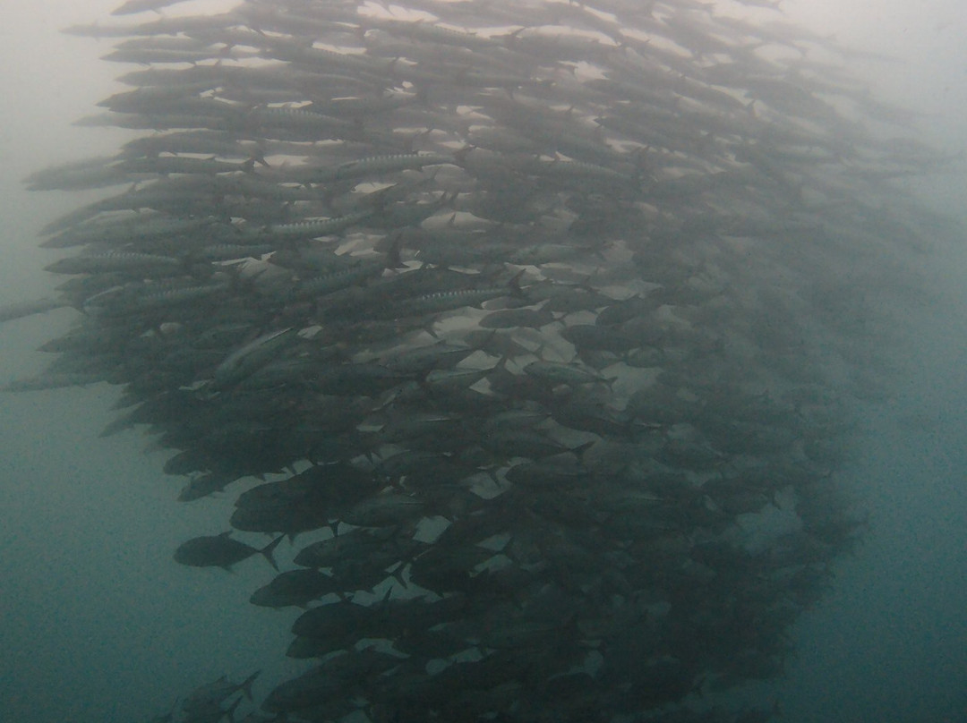 Madang Resort Scuba Diving-Madang必去景点