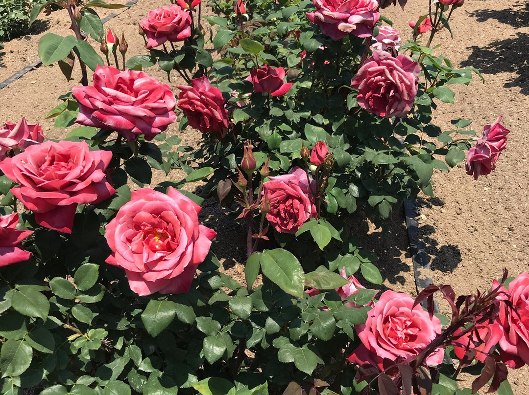 Yoshiumi Rose Park-今治市必去景点