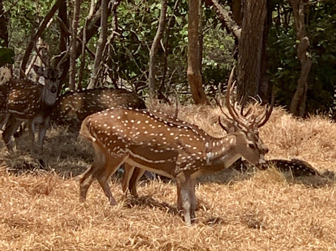 Deer Park景点图片