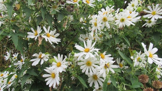 Parque Itchimbia-基多必去景点