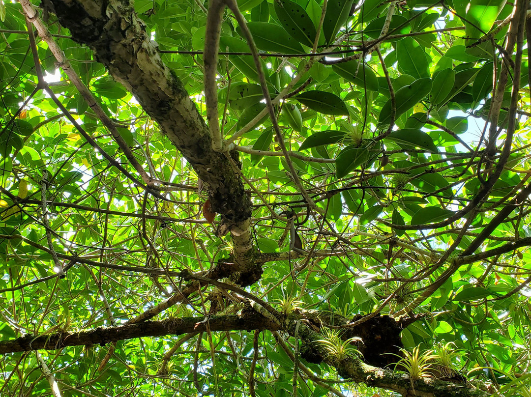 Turner River Paddling Trail-奥乔皮必去景点