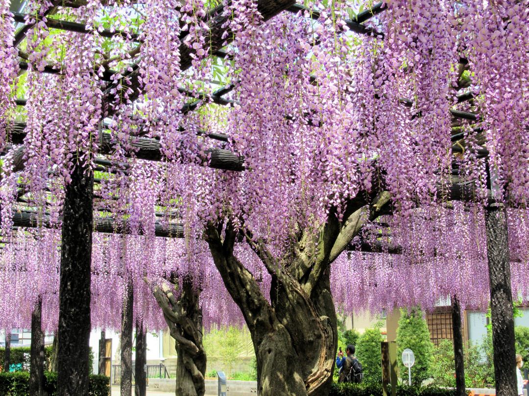 Yuyano Nagafuji景点图片