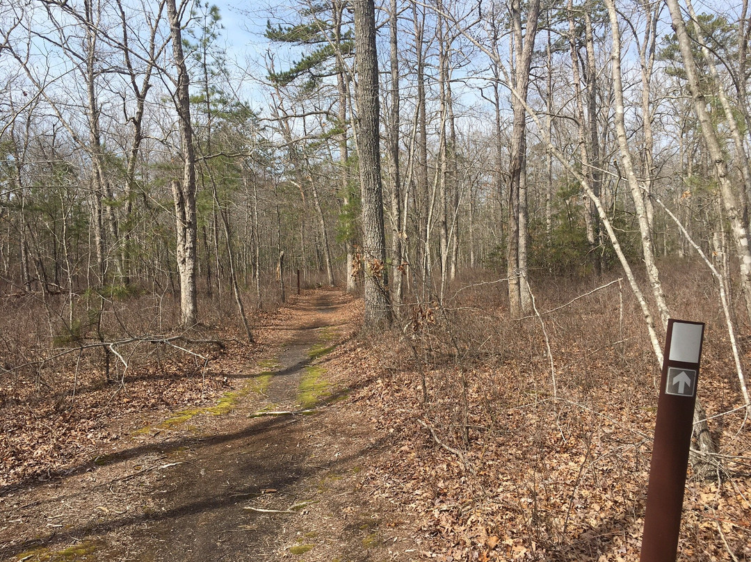 Belleplain State Forest景点图片