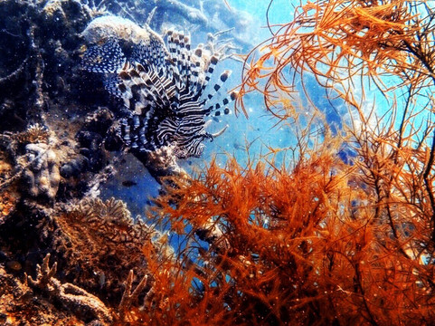 Easy Diving Coron-科隆必去景点