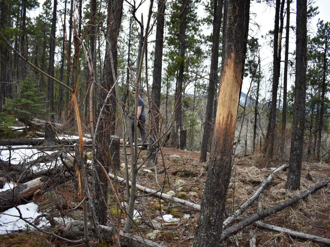Nesbitt’s Knee Falls-Tumbler Ridge必去景点