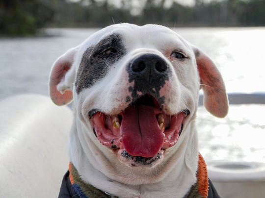 Osprey Guide Services - Tours-Yankeetown必去景点