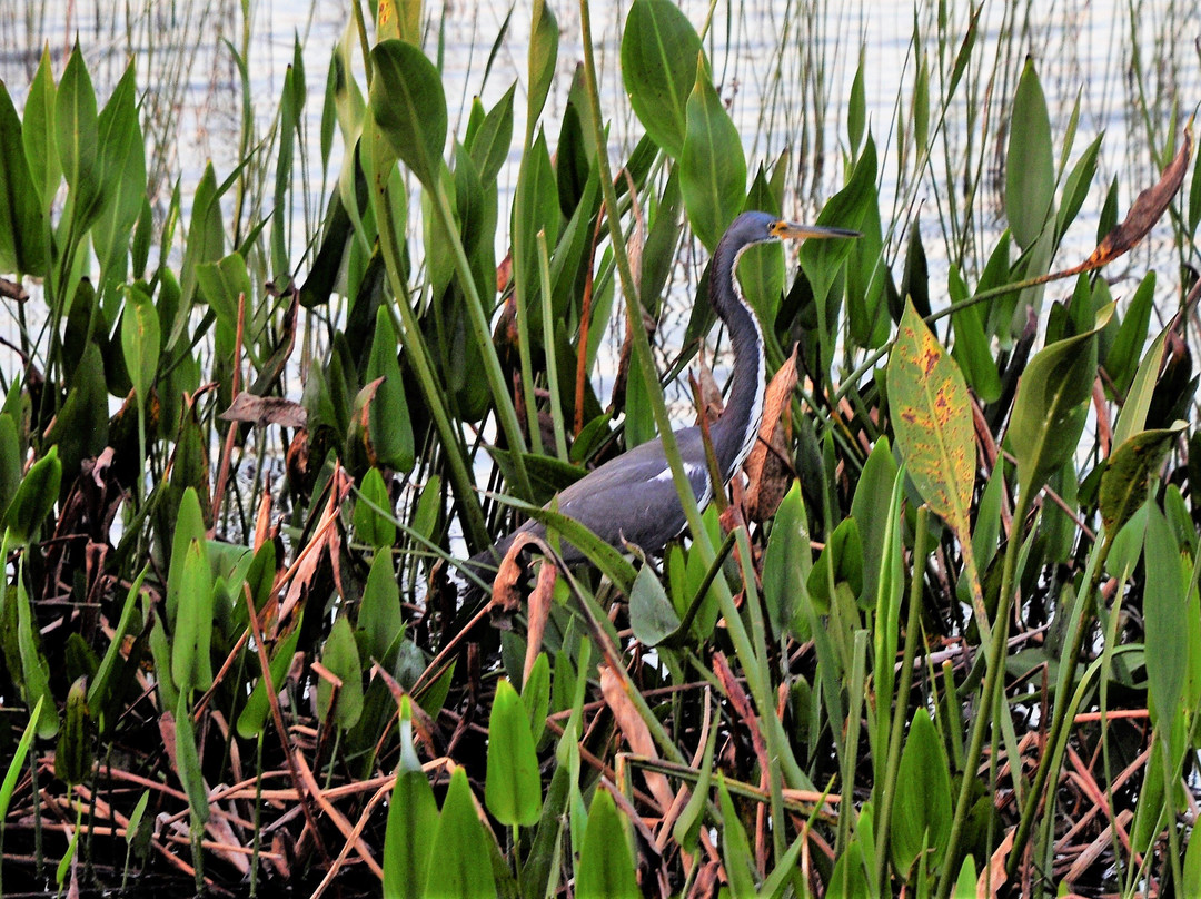 Tom Bennett Park-布雷登顿必去景点
