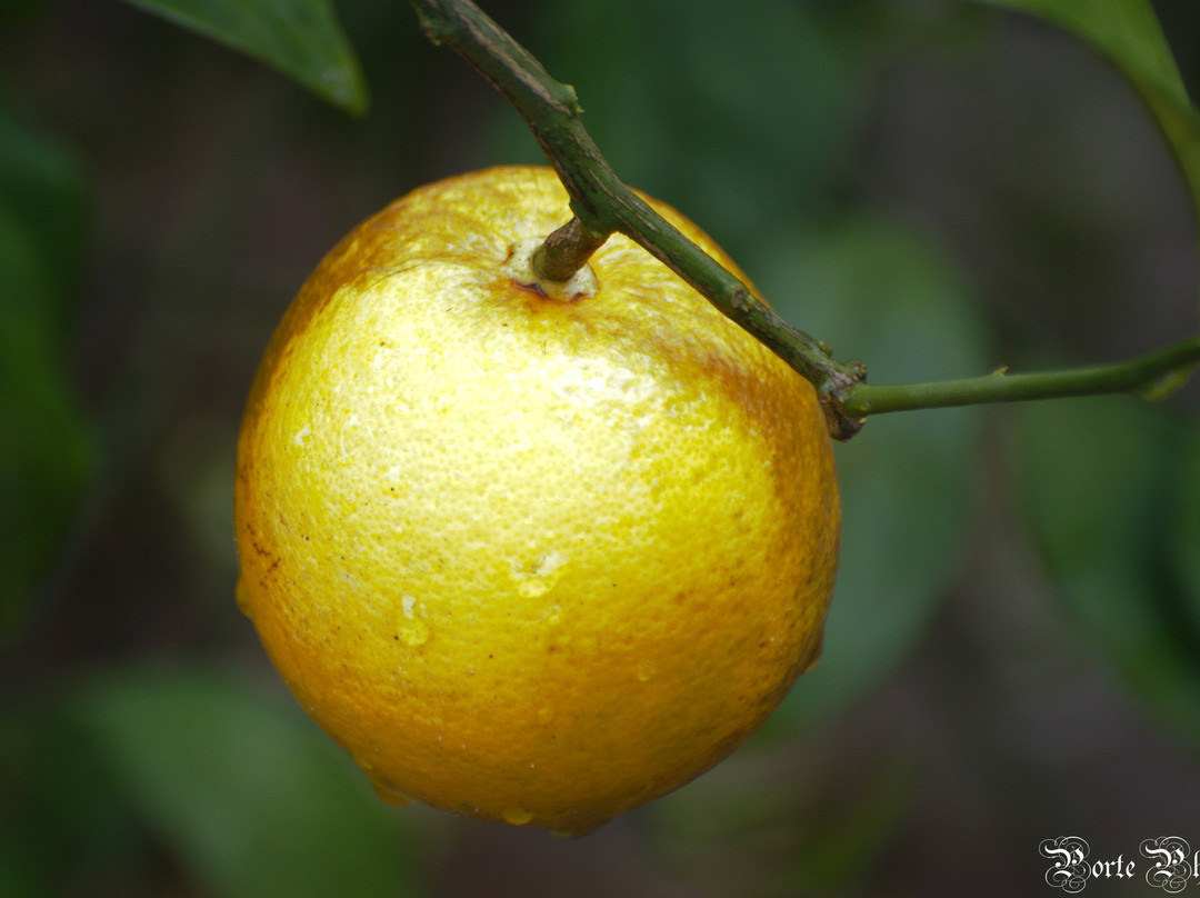Hancock Groves-Dade City必去景点
