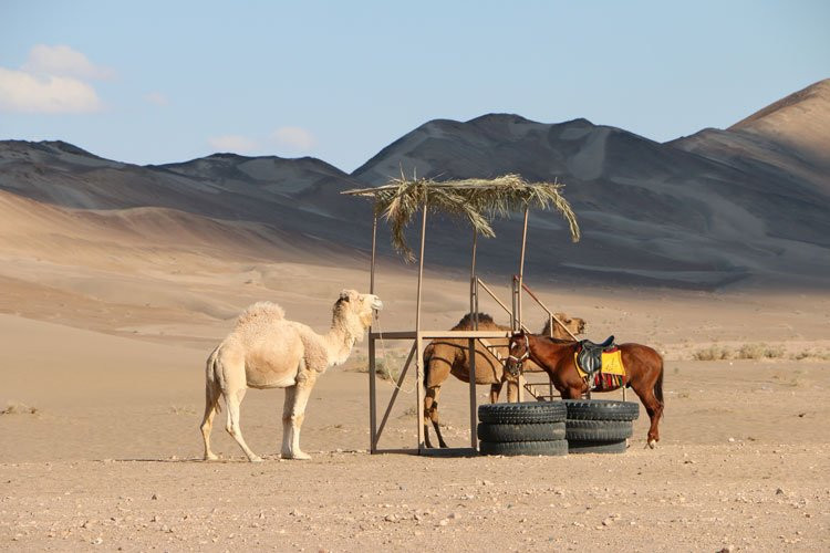 Raadina Travel Company-亚兹德必去景点