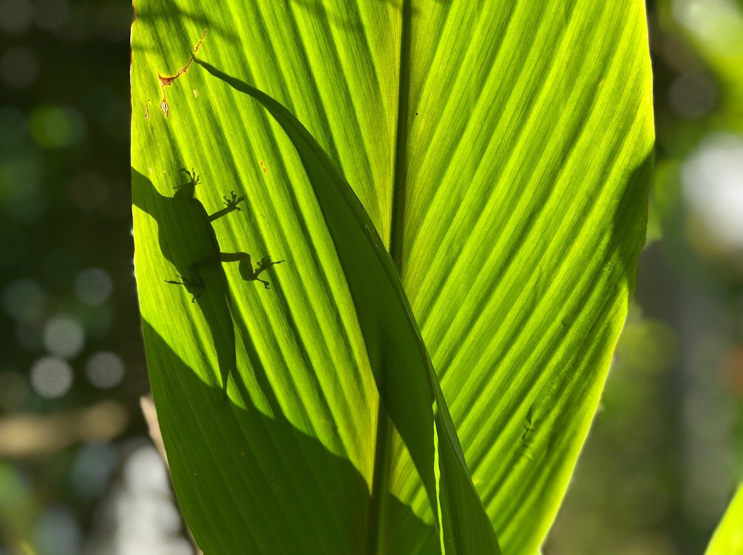 La Maison Creole主图