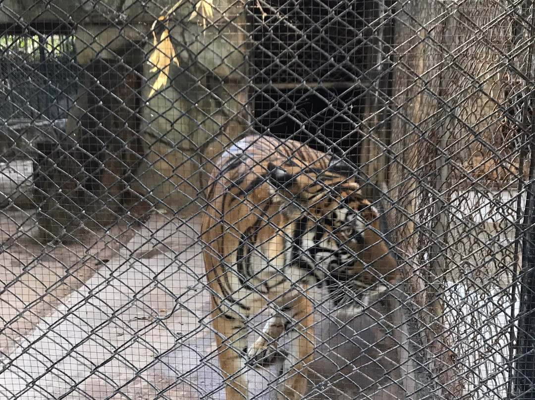 Star Tiger Zoo景点图片