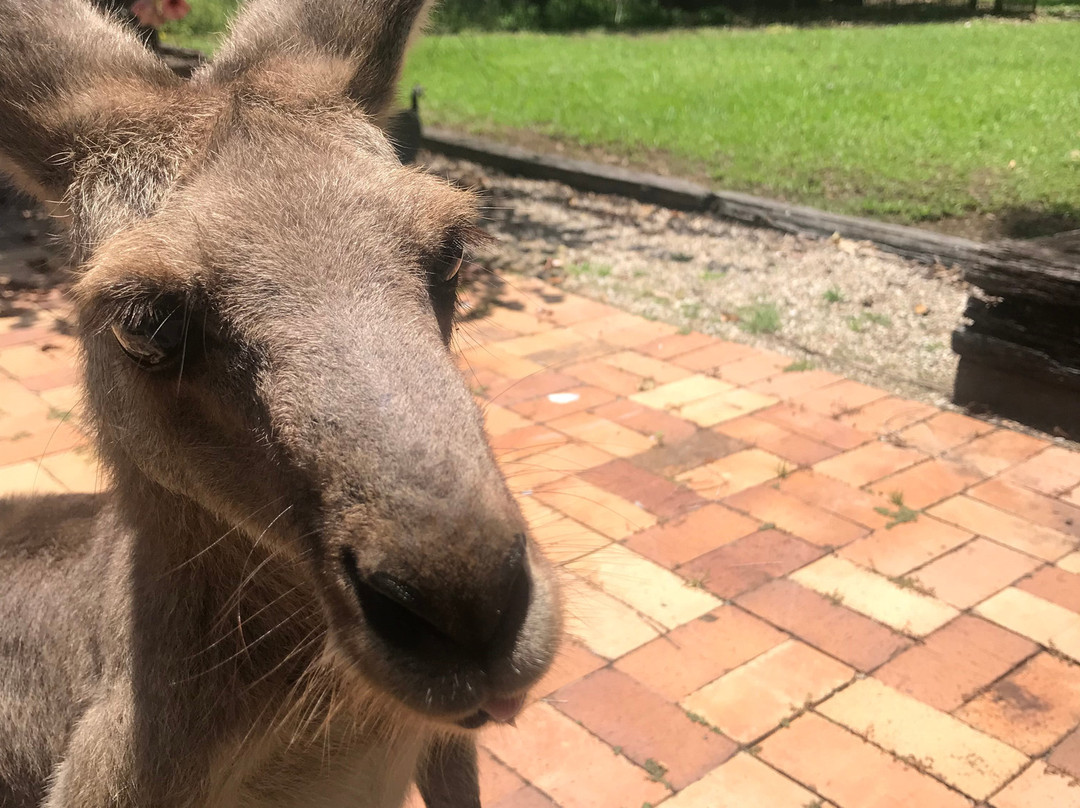 Daintree Mangroves Wildlife Sanctuary-Mossman必去景点