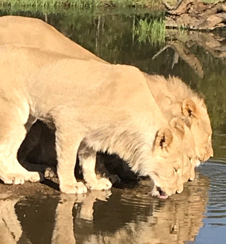 Ponciana Superior Guesthouse主图