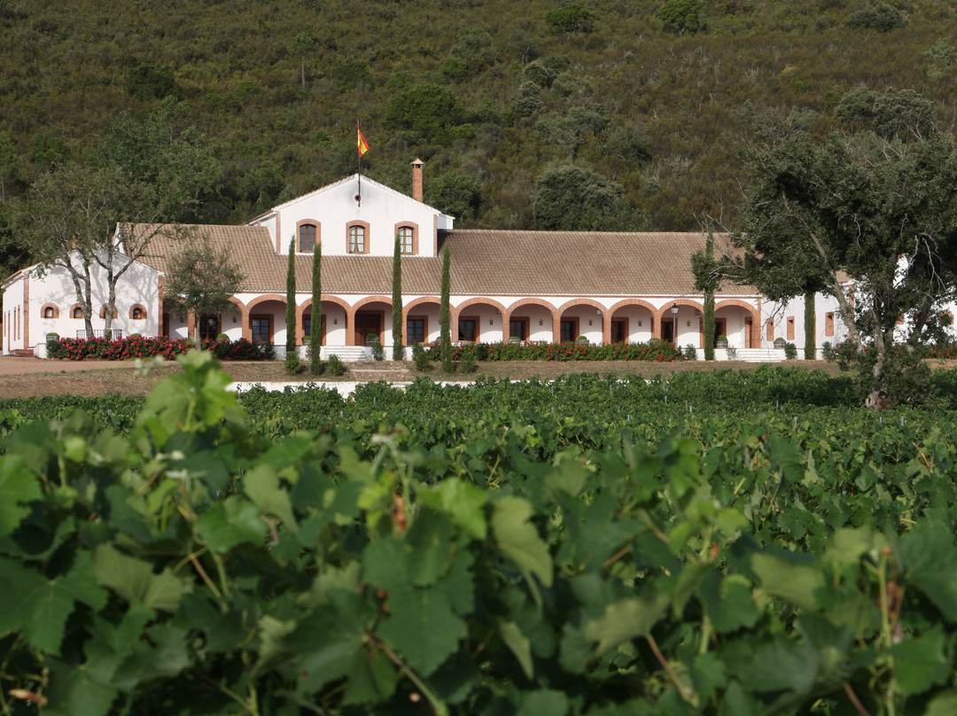 Bodega Dehesa del Carrizal景点图片