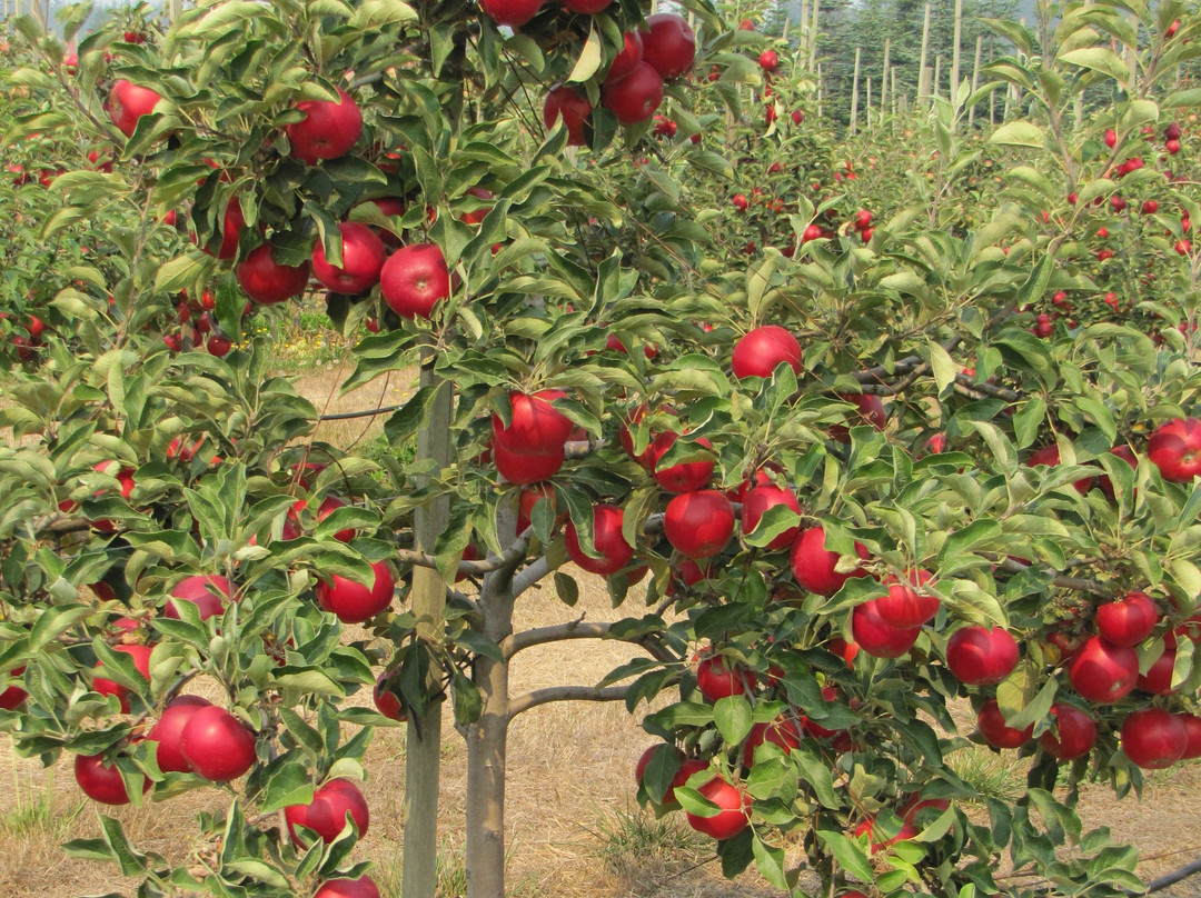 Sm'apples Orchard景点图片