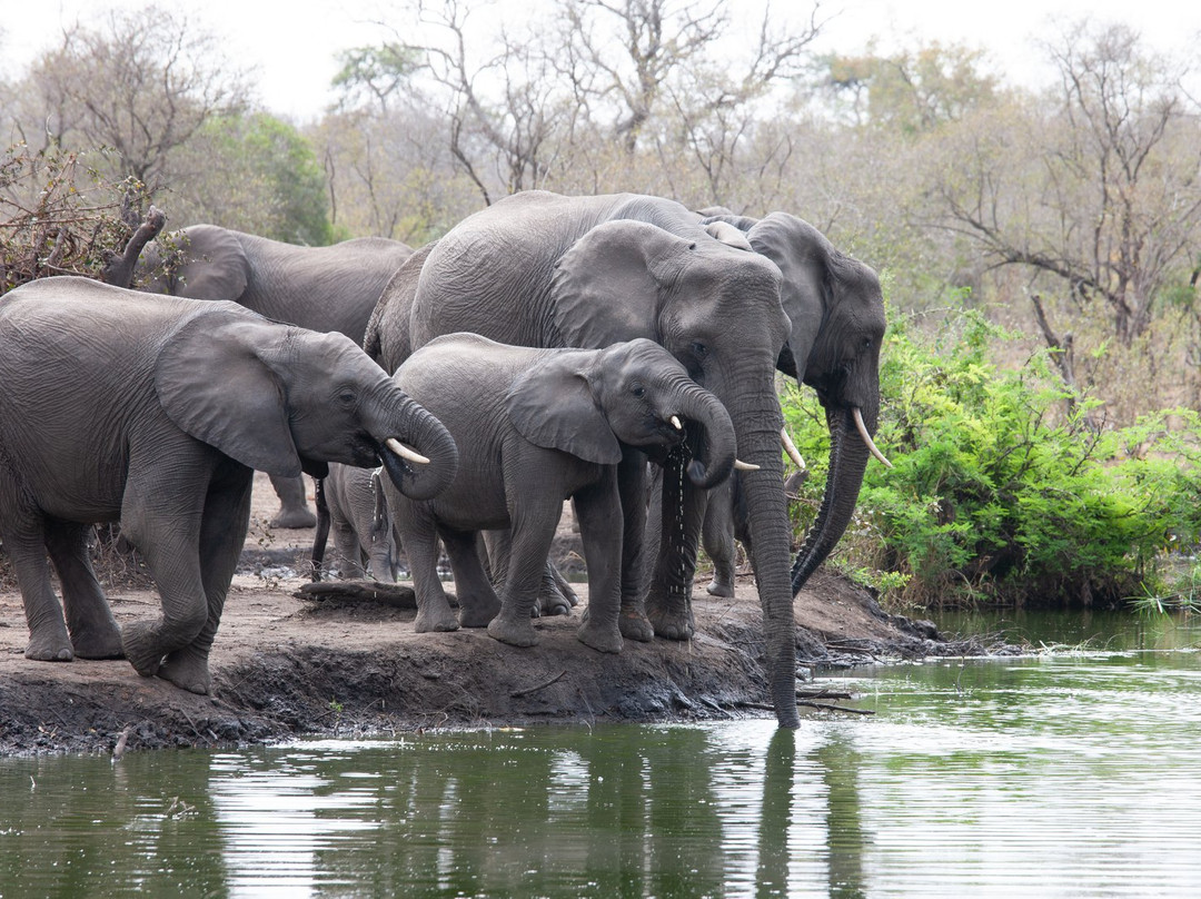 Honeyguide Khoka Moya & Mantobeni Camps主图