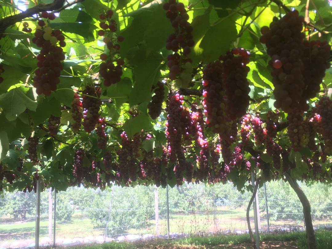 Fuefuki Wine