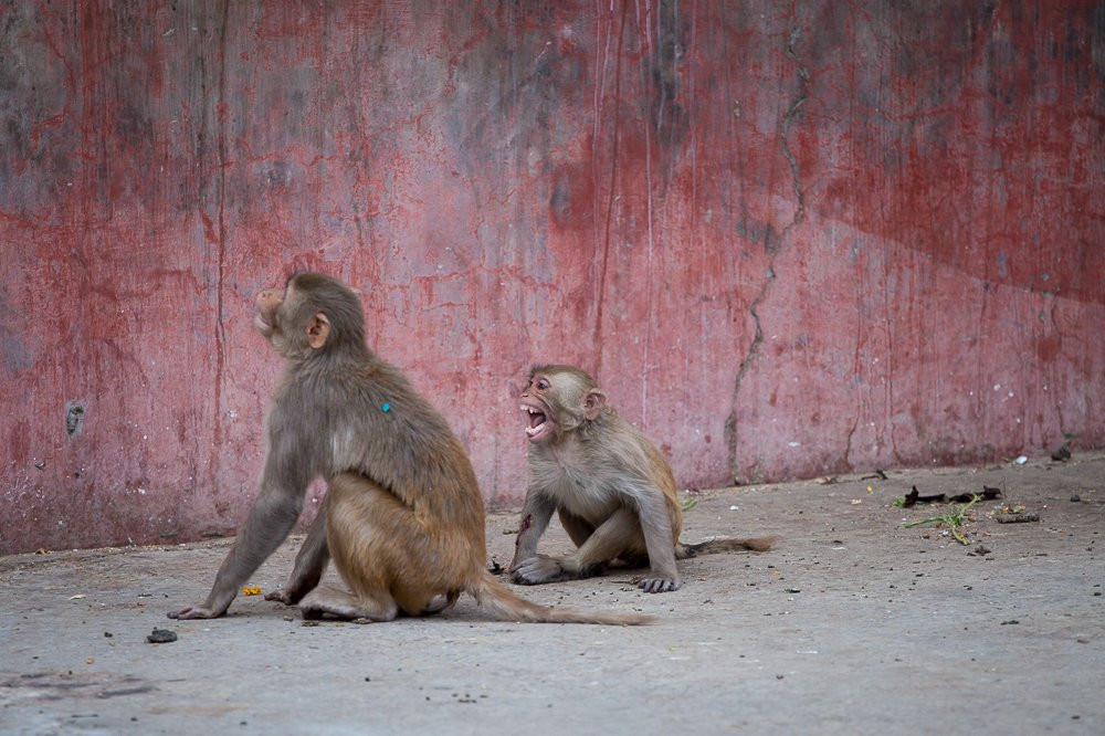 Udaipur Tour Cab-乌代布尔必去景点