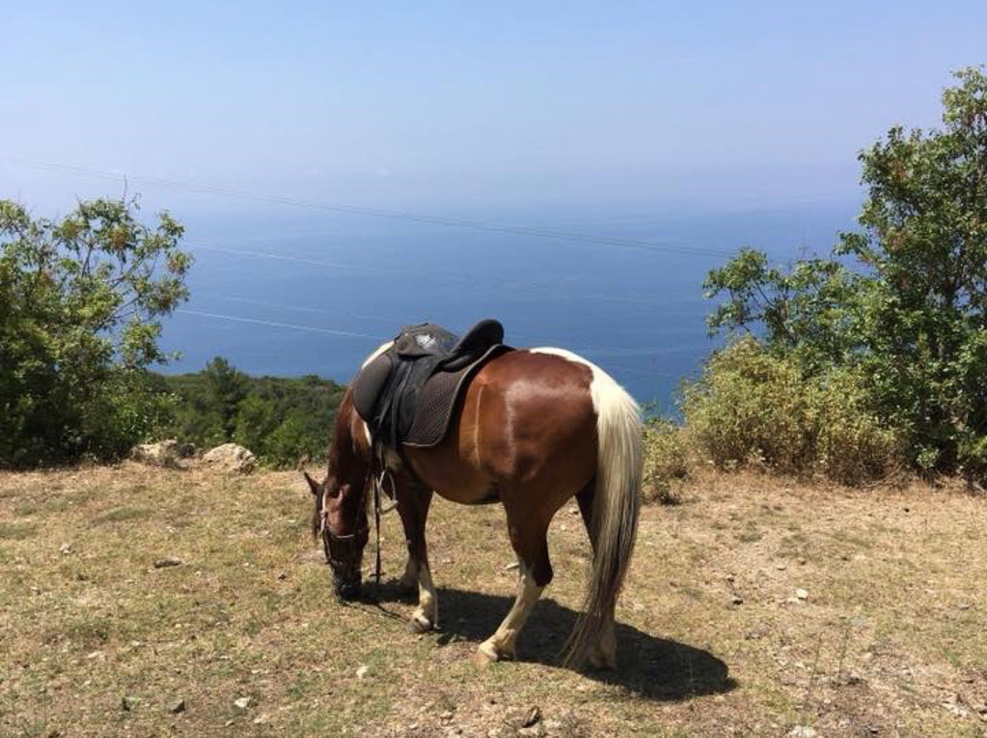 Horse Riding by Tours in Alanya景点图片