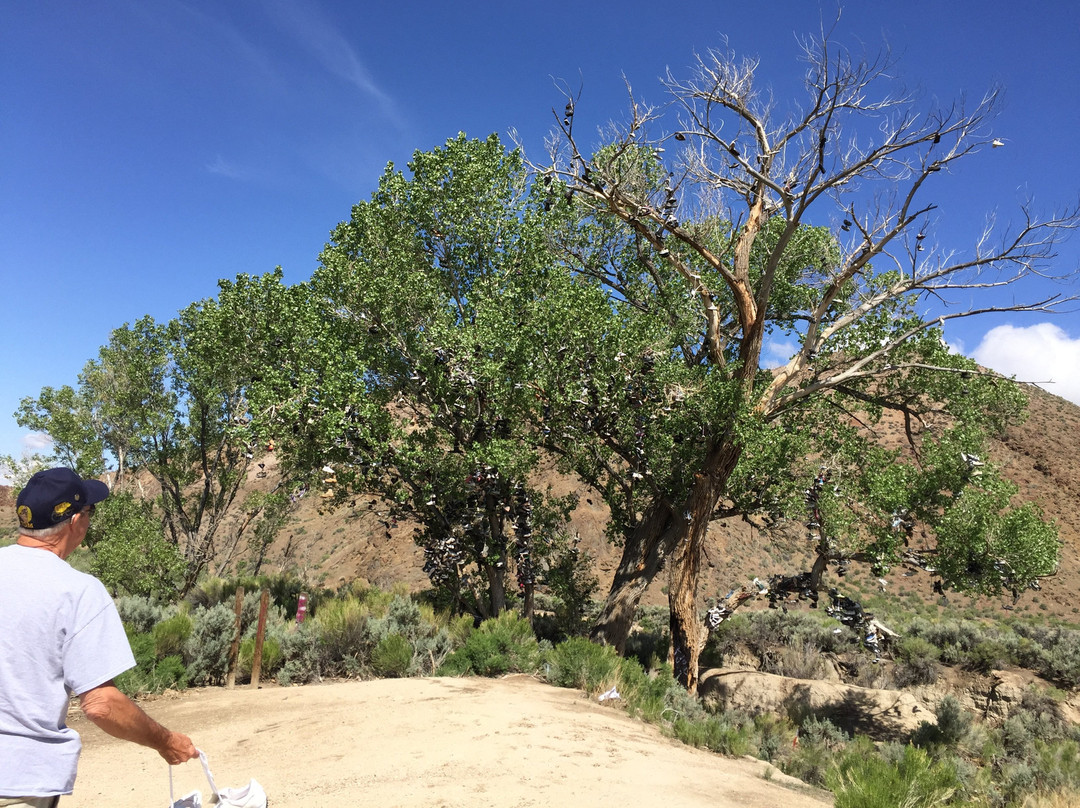 Shoe Tree-Fallon必去景点