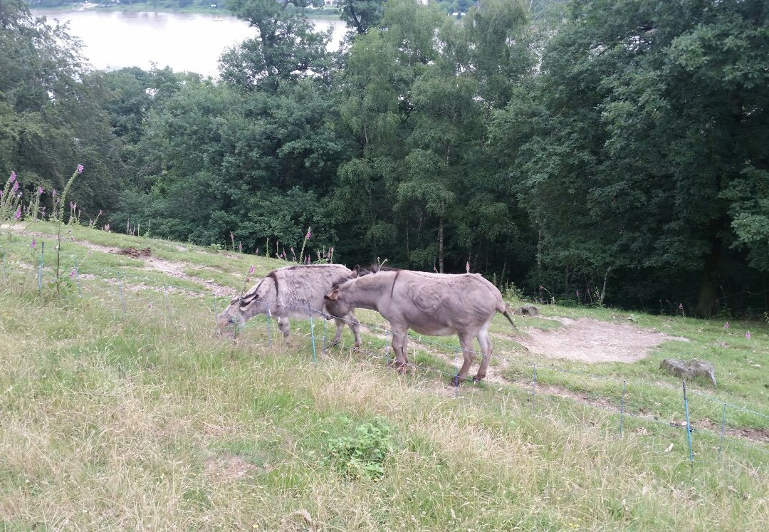 Wildpark Rolandseck景点图片