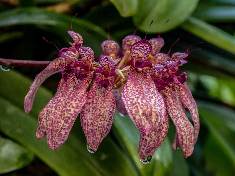 Orchid Paradise-牛顿阿伯里必去景点